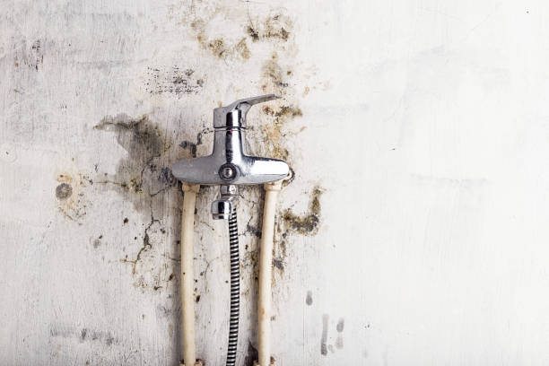 Best Mold Damage Repair  in Copperopolis, CA
