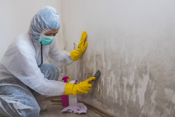 Best Mold Cleaning Services  in Copperopolis, CA