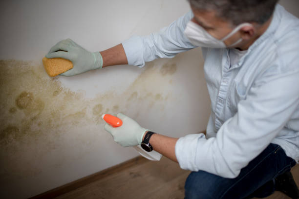 Best Mold Cleaning Services  in Copperopolis, CA