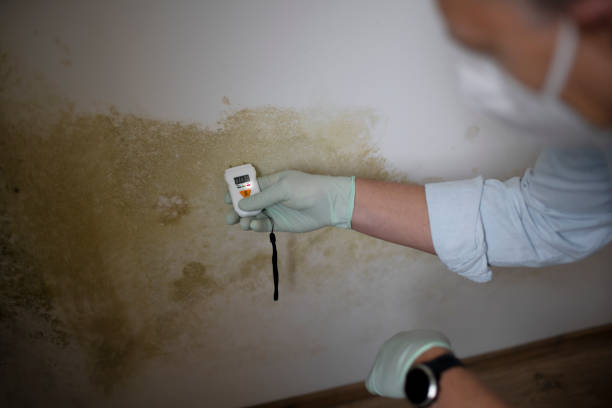 Best Mold Damage Repair  in Copperopolis, CA